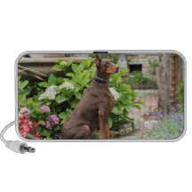 Dobermann - im Kirchen-Garten Lautsprecher