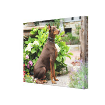 Dobermann - im Kirchen-Garten Leinwanddrucke