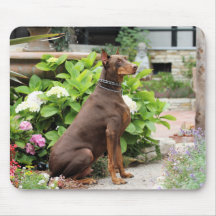 Dobermann - im Kirchen-Garten Mauspads