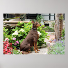 Dobermann - im Kirchen-Garten Posterdrucke