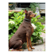 Dobermann - im Kirchen-Garten Postkarte