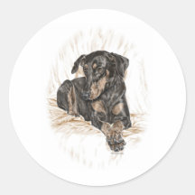 Dobermannpinscher-Hund mit den natürlichen Ohren Runder Sticker