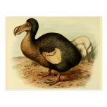 Dodo-Postkarten