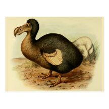Dodo-Postkarten