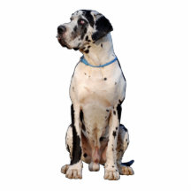 Dogge gefleckt Nestor Schnittfoto Foto Ausschnitt