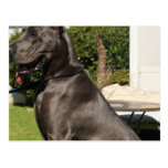 Dogge-Hundepostkarte