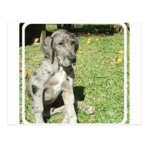 Dogge-Postkarte