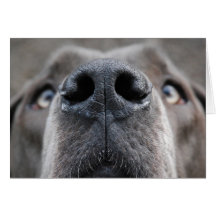 Doggennase Karte
