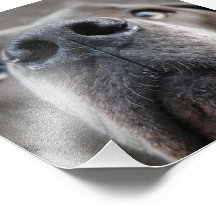Doggennase Kunst Foto