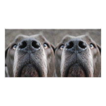 Doggennase Photokarten