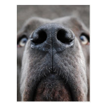 Doggennase Postkarte