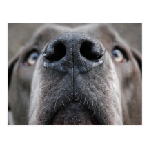 Doggennase Postkarte