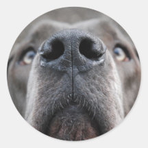 Doggennase Stickers