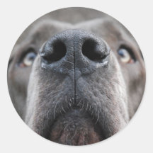 Doggennase Stickers