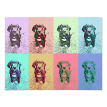 Doggenwelpe Photo