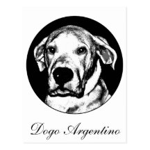 Dogo argentino Postkarte