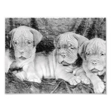 Dogue de bordeaux Welpen Photographien