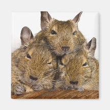 Dösender Degu Trio-Tier-Magnet Magnets
