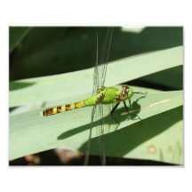 Drache-Fliege photographischer Druck 10 x 8