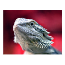 Drache-Hauptpostkarte