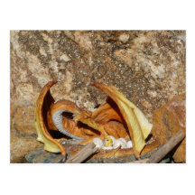 Drache-Postkarte