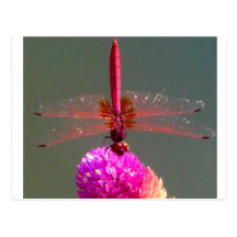dragonfly_by_shimanie postkarte