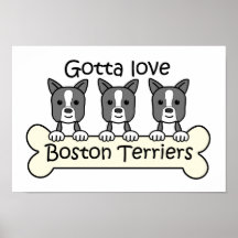 Drei Boston-Terrier Poster