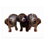 Drei Dackel-Hunde Postkarten