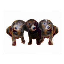 Drei Dackel-Hunde Postkarten