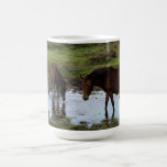 Drei Dartmoor Ponys, die am Bewässerungs-Loch trin tassen
