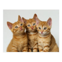 Drei kleine Kätzchen, roter Tabby, nebeneinander. Postkarte