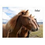 Drei Pferdin Folge Postkarte