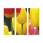 Drei Platten-Leinwanddrucke Fotografie-Tulpen