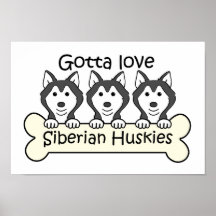 Drei sibirischer Huskies Posterdrucke