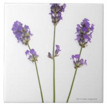 Drei Stämme der englischen lila Lavendel-Blumen, Fliesen