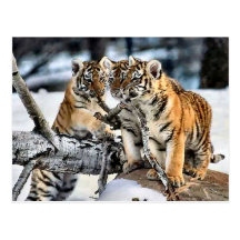 Drei Tiger CUB in den Schnee-Kunst-Geschenken Postkarten