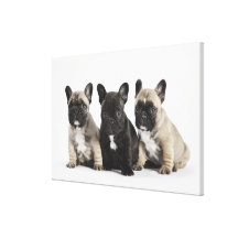 Drei Zucht- Welpen Galerie Faltleinwand