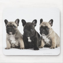 Drei Zucht- Welpen Mousepads