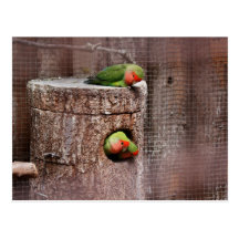 Dritte Radlovebird-Postkarte