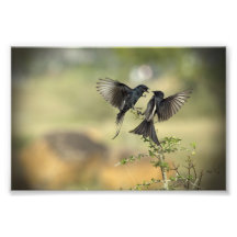 Drongo-Vogel-Liebe Fotodruck