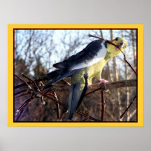 Druck des Cockatiel-#1 Plakatdruck