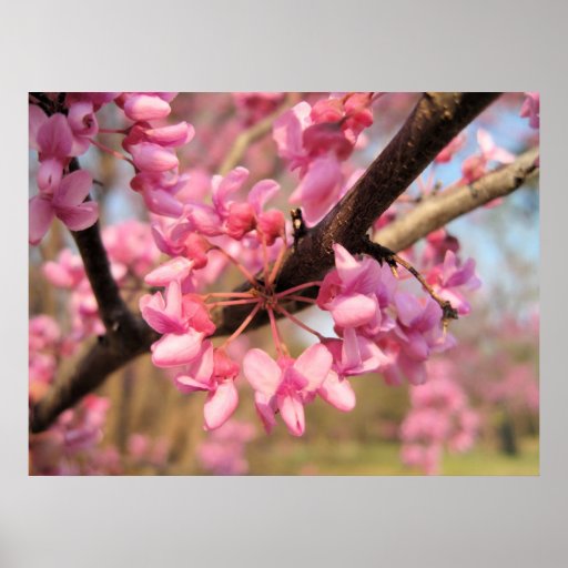 Druck Oklahomas Redbud Blüten-II Plakat