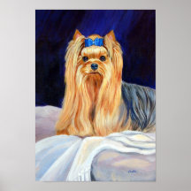 Druck-Plakat Yorkshires Terrier