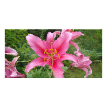 DSC00391bigpinkflower Fotokarten