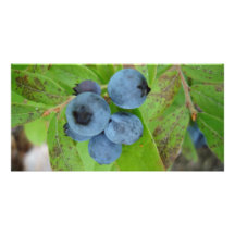 DSC00428blueberries Bildkarten