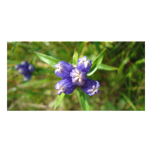 DSC00437purpleflower2 Photo Karte