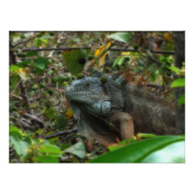 Dschungel-Leguan Photographischer Druck