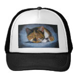 DUCKENDER CAT: FARBbleistift Kult Cap