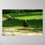 Ducky Posterdrucke