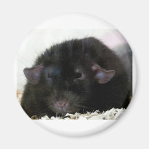 Dumbo Ratte Kühlschrankmagnete
